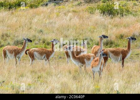 Guanacos (Llama guanicoe), Herde im hohen Gras, Torres del Paine Nationalpark, Region de Magallanes y de la Antarktis Chilena, Patagonien, Chile Stockfoto