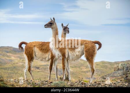 Zwei Guanaco (Llama guanicoe) befinden sich in der Gegend, Torres del Paine Nationalpark, Region de Magallanes y de la Antarktis Chilena, Patagonien Stockfoto