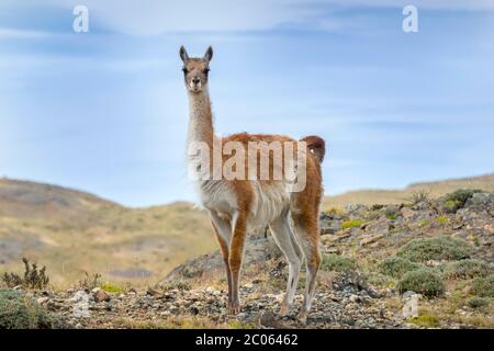 Guanaco (Llama guanicoe), steht in felsigem Gelände, Torres del Paine Nationalpark, Region de Magallanes y de la Antarktis Chilena, Patagonien, Chile Stockfoto