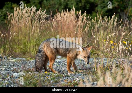 Andenfuchs (Lycalopex culpaeus) auch, Torres del Paine Nationalpark, Patagonien, Region de Magallanes y de la Antarktis Chilena, Chile Stockfoto