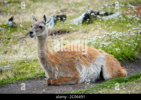 Guanaco (Llama guanicoe) liegt auf einer Wiese, Nationalpark Torres del Paine, Region de Magallanes y de la Antarktis Chilena, Patagonien, Chile, Süden Stockfoto