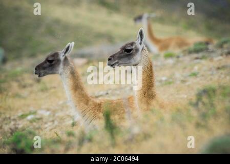 Zwei Guanacos (Llama guanicoe) liegen im hohen Gras, Torres del Paine Nationalpark, Region de Magallanes y de la Antarktis Chilena, Patagonien Stockfoto