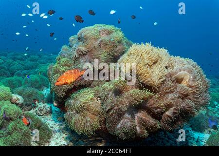 Vermillion Seebarsch (Cephalopholis miniata), auf Anemonenfeld mit herrlichen Seeanemonen (Heteractis magnifica), Great Barrier Reef, Korallenmeer Stockfoto