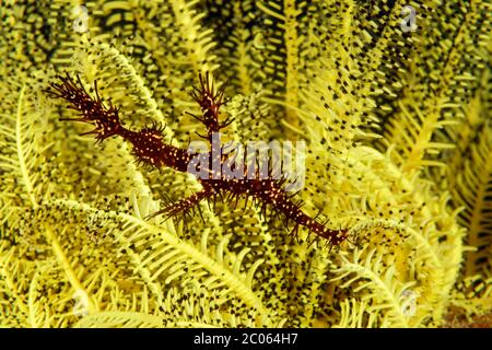 Verzierte Geisterpfeifenfische (Solenostomus paradoxus) in Federstern (Crinoidea), Great Barrier Reef, Coral Sea, Pacific Ocean, Australien Stockfoto