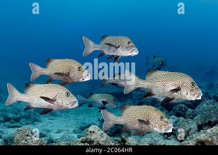 Fischschule Harlekin sweetlips (Plectorhinchus chaetodonoides), Great Barrier Reef, Coral Sea, Pacific Ocean, Australien Stockfoto