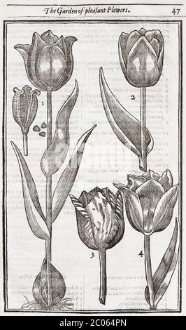 Tulpen (Tulipa), Holzschnitt aus Paradisi in Sole Paradisus Terrestris von John Parkinson, 1629, London, England, Vereinigtes Königreich Stockfoto