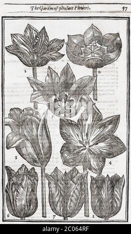 Tulpen (Tulipa), Holzschnitt aus Paradisi in Sole Paradisus Terrestris von John Parkinson, 1629, London, England, Vereinigtes Königreich Stockfoto