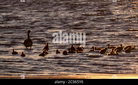 Graugänse (Anser anser) mit Jungtieren, die bei Sonnenuntergang im Wasser schwimmen, Nationalpark Neusiedlersee, Burgenland, Österreich Stockfoto