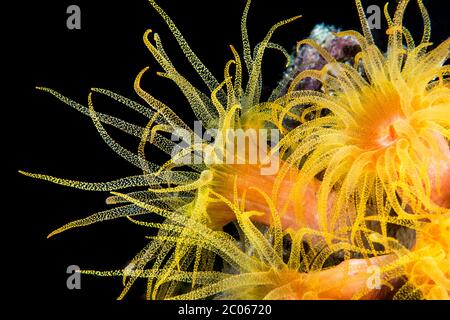 Orange Cup Coral (Tubastraea coccinea), Philippinen Stockfoto