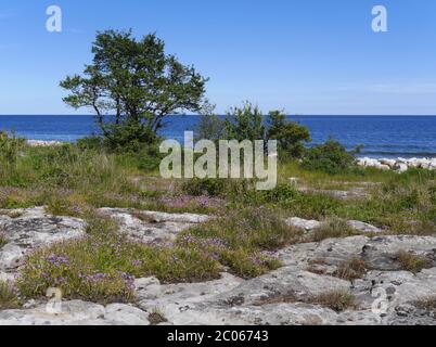 Küstenlandschaft in schweden Stockfoto