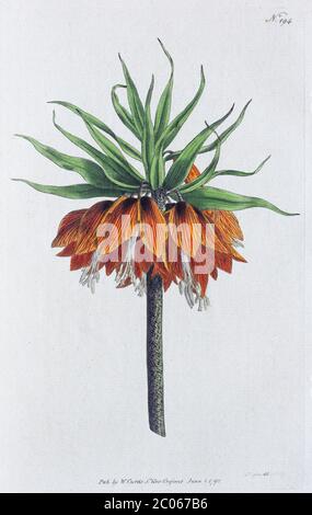 Krone kaiserlich (Fritillaria imperialis), Kupferstich von William Curtis, aus Curtis's Botanical Magazine, London 1790 Stockfoto