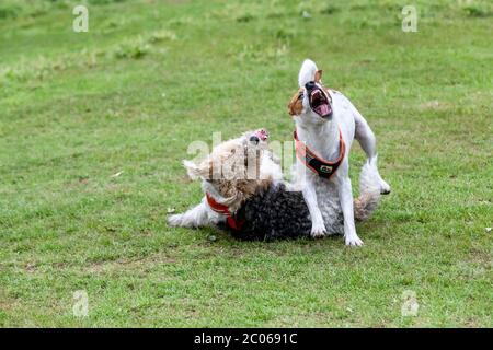 Ein Wire Hair Fox Terrier und Jack Russell Terrier spielen Rough in Abington Park, Northampton, England, Großbritannien. Stockfoto