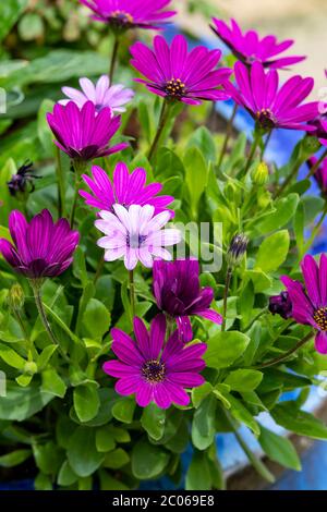 Gelassenheit. Osteospermum Pink in einem Gartentopf, Northampton, England, Stockfoto