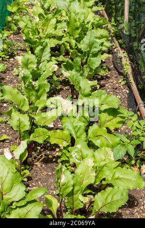 Anbau von Rote Bete Pflanzen in einem Gemüsegarten im Juni, Großbritannien Stockfoto