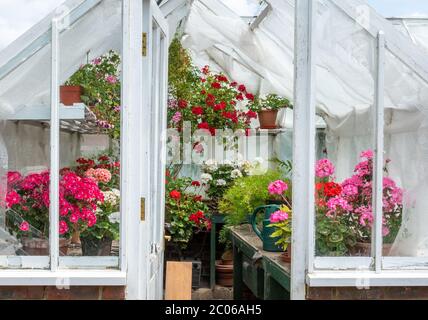 Atemberaubende Ausstellung von bunten blühenden Pflanzen einschließlich Geranien und andere Hauspflanzen in einem Gewächshaus, Großbritannien. Blumen, Topfpflanzen Stockfoto