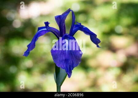 Die Blüte einer bunten japanischen Iris (Iris laevigata 'Variegata') Stockfoto