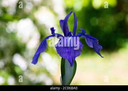 Die Blüte einer bunten japanischen Iris (Iris laevigata 'Variegata') Stockfoto