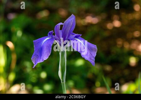 Die Blüte einer bunten japanischen Iris (Iris laevigata 'Variegata') Stockfoto