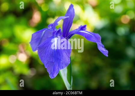Die Blüte einer bunten japanischen Iris (Iris laevigata 'Variegata') Stockfoto