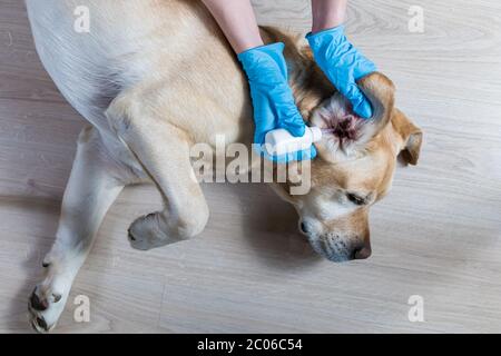Tierarzt begräbt Medizin in Labradors Ohr Stockfoto