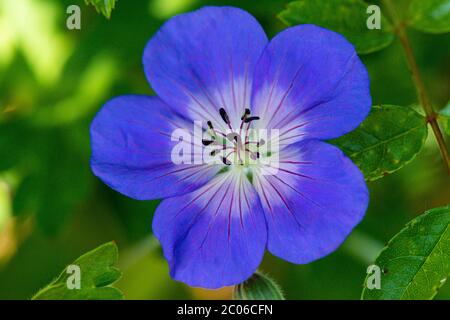 Die Blume einer Geranie Rozanne Stockfoto