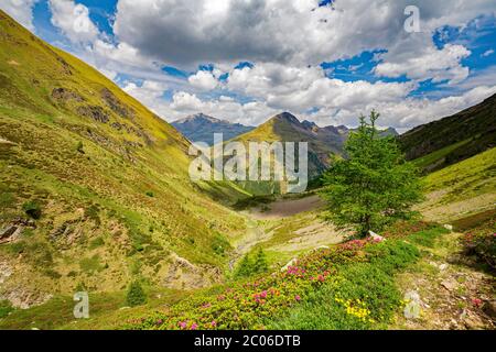 Val Grosina - Val Pedruna - Valtellina (IT) - Sommer Übersicht des Tales mit blühenden Rhododendren Stockfoto