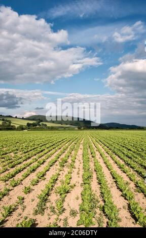 Ein Feld junger Zuckerrüben im Frühsommer, Herefordshire, Großbritannien Stockfoto