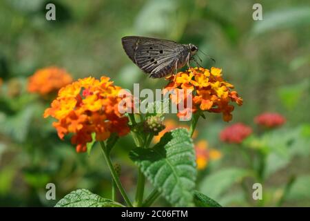 Schmetterling auf Lantana Camara Blume Stockfoto