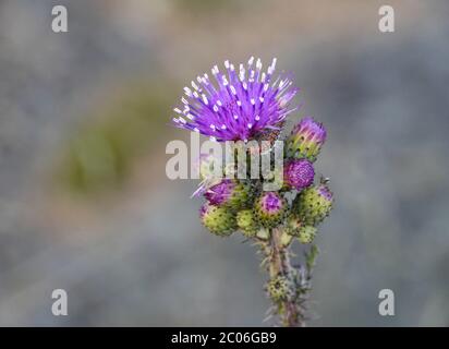 Auf Distel vergruben Stockfoto