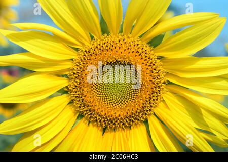 Sonnenblume Nahaufnahme Blume im Garten Stockfoto