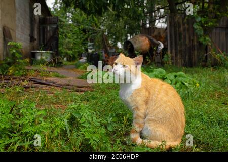 Rote Katze im Hof des Hauses im Dorf. Rote Katze Spaziergänge Sommer im Freien. Stockfoto