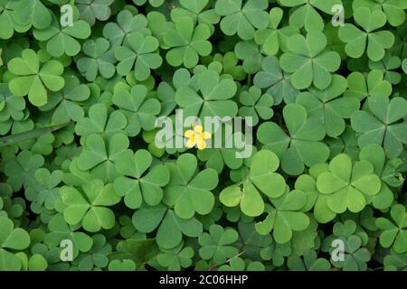 Gelbe Oxalis Blume auf grünen Blättern Muster Hintergrund, Schönheit der Pflanze, Erde schöne Pflanze wachsenden System in der Natur. Grüne schöne Pflanze . Stockfoto