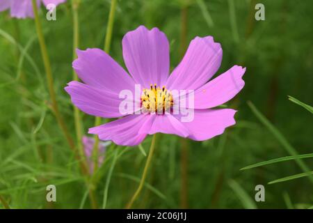 Schöne rosa Cosmos Blüte auf isolierten grünen Hintergrund Stockfoto