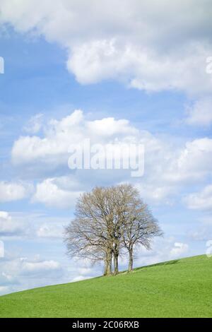 blattlosen Baum Stockfoto