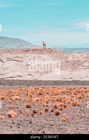 Guanaco auf einem Hügel gegen blauen Himmel in der chilenischen Atacama-Wüste Stockfoto