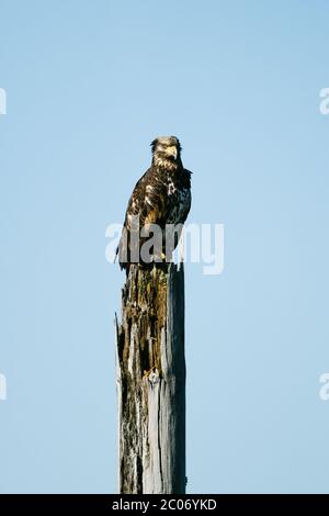 Porträt eines jungen Weißkopfseeadlers, der auf einem Posten im Puget Sound thront Stockfoto