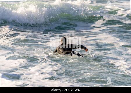 Surfer schwimmen in den Wellen Stockfoto