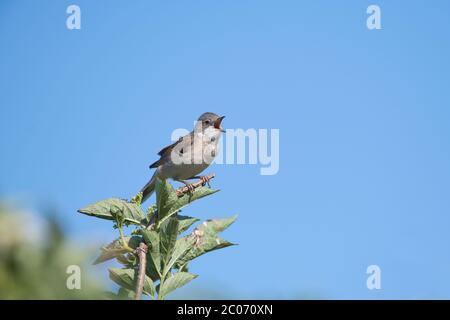 Männliche gewöhnliche Weißkehlchen (Sylvia communis) singen, um Territorium zu verkünden Stockfoto