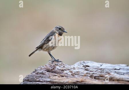 Weiblicher Steinechat (Saxicola torquatus) Stockfoto