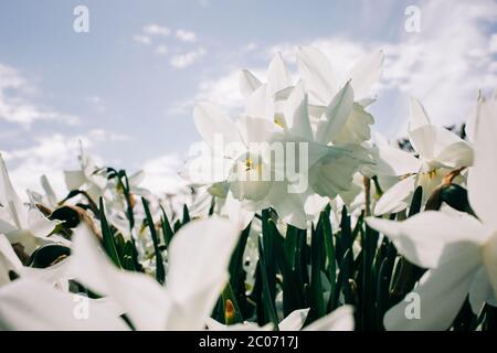 Feld der weißen Narzissen Narcissi an einem schönen sonnigen Tag Stockfoto