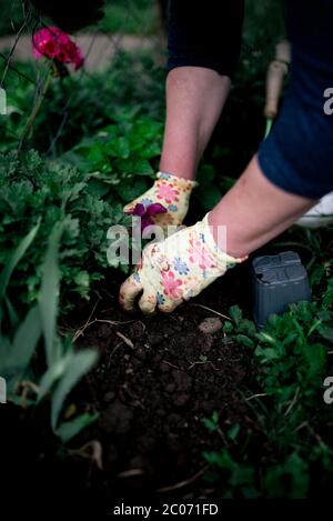 Gärtner pflanzt Blumen im Gartenboden. Stockfoto