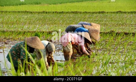 Die Landwirte beim Anbau von Reis in der Regenzeit. Sie wurden mit Wasser und Schlamm für die Aussaat vorbereitet zu sein. Stockfoto