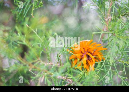 Zedernpfanne Rust Orangenpilze auf Zedernbaum Stockfoto