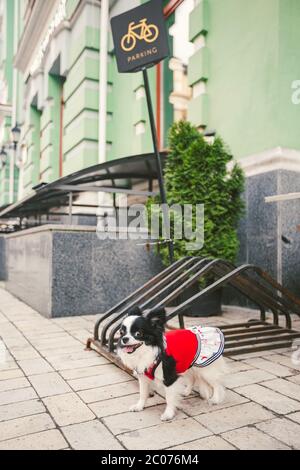 Kleine lustige schwarz-weiße Hund Chihuahua Rasse in Kleidung wartet auf den Besitzer eines Fahrradparkplatzes in der Stadt. Fahrradparkplatz Schild, Platz für Stockfoto