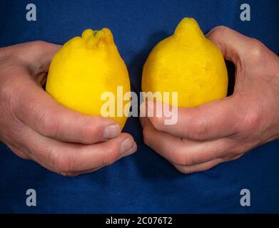 Nahaufnahme der Hände eines Mannes, der zwei lebendige, ganz frische Zitronen – einer in jeder Hand – gegen sein blaues Hemd hält. Stockfoto