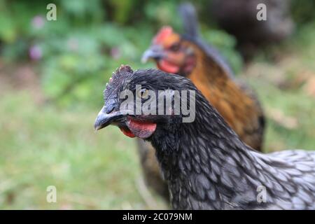 17 Wochen altes Hühnchen in einem Garten in Kent, England Stockfoto