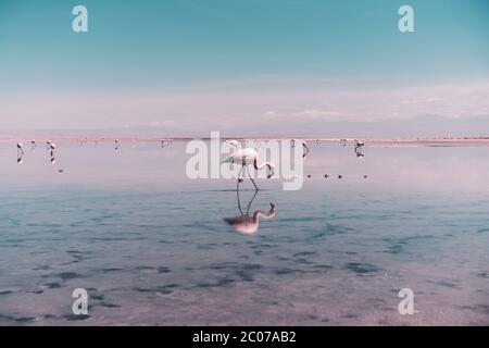 Flamingo sucht Nahrung in der Salzlagune in der Atacama-Wüste, Chile Stockfoto