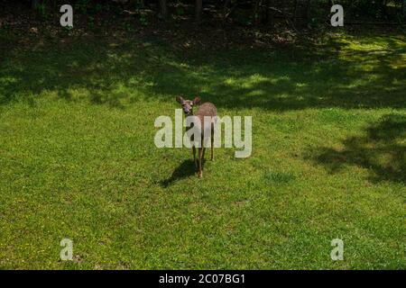 Ein junger Weißschwanz-Hirsch ist schwanger und steht im Gras auf der Suche nach Nahrung mit den Wäldern im Hintergrund an einem hellen sonnigen Tag im späten Frühjahr Stockfoto