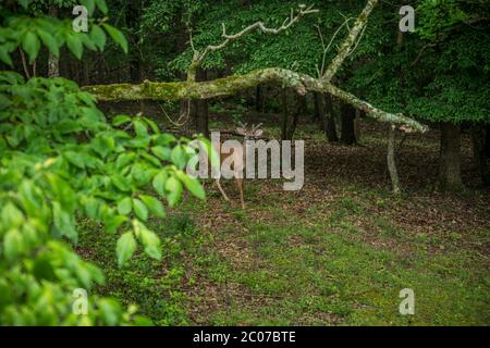 Ein junger Buck-Weißschwanz-Hirsch mit kleinen samtigen Geweihen, die sich in der Lichtung der Wälder nähern, ist an einem sonnigen Tag spät spr. Wach und neugierig Stockfoto