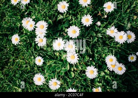 Rasen voll mit Gänseblümchen an einem sonnigen Tag Stockfoto